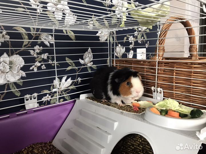 Морская свинка с клеткой