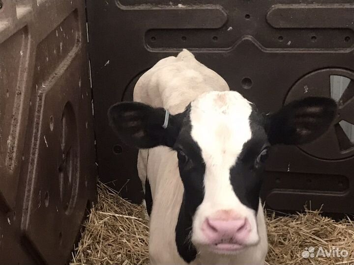 Телята бычки