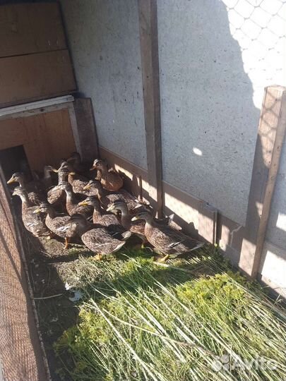 Подсадные утки