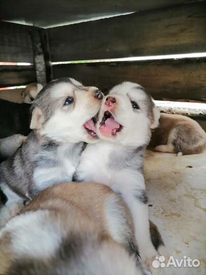 Щенки сибирской хаски