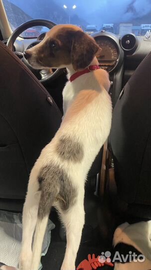 Щенок девочка 2-3 месяца, 2,7 кг