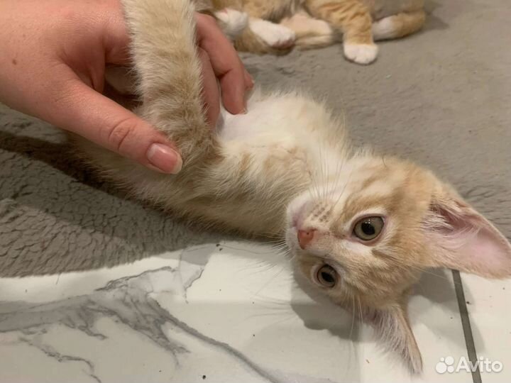 Три кота и одна кошечка