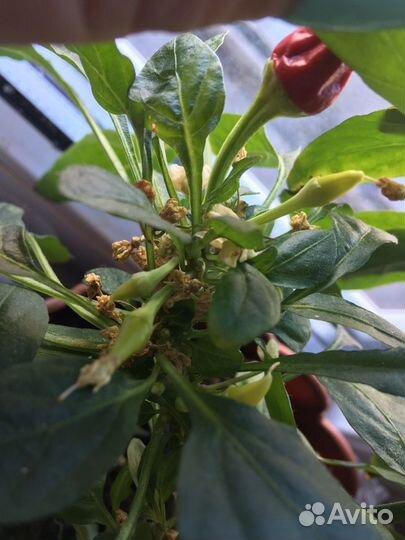 Острый перец огонек