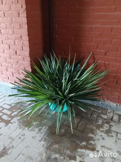 Юкка и ирисы