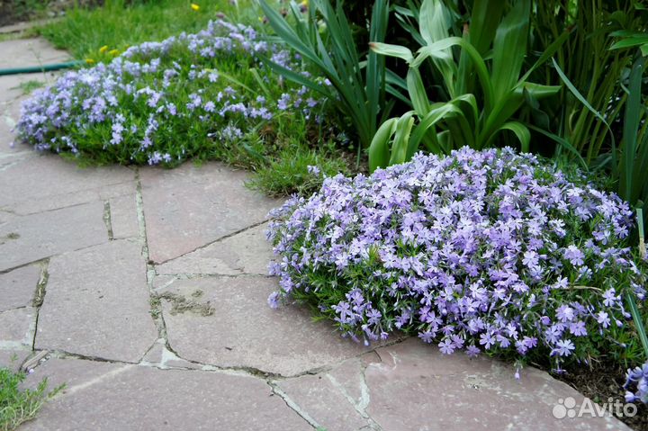 Флокс шиловидный