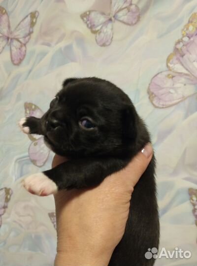 Чихуашечка няшечка