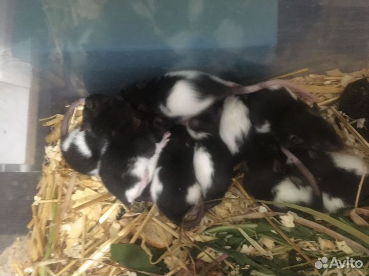 Декоративные крысята