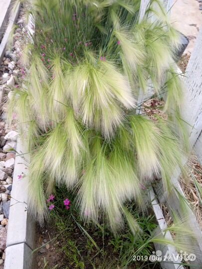 Декоративный злак. Многолетний