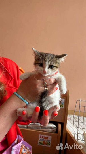 Кошки