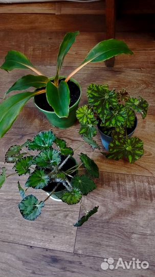 Комнатные цветы