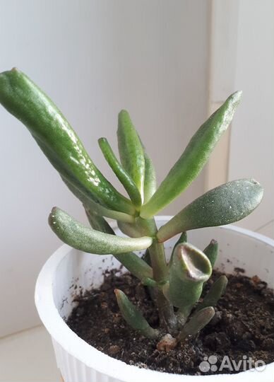 Крассула хоббит