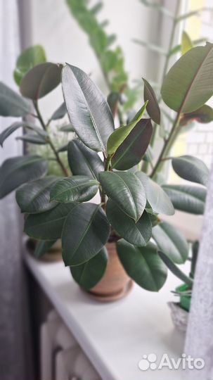 Замиокулькас