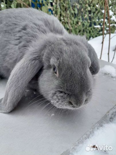 Кролики породы Французский баран и Рекс
