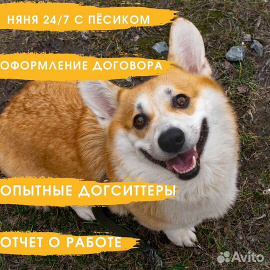 Выгул собак/домашняя передержка/зооняня/кинолог