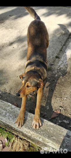 Собачка ищет дом