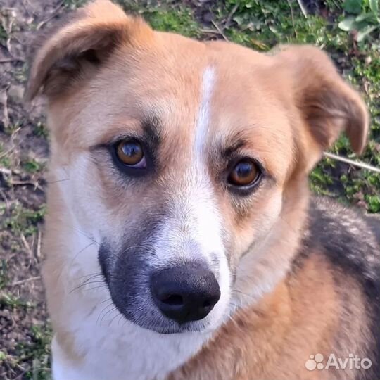 Собака очень хочет домой