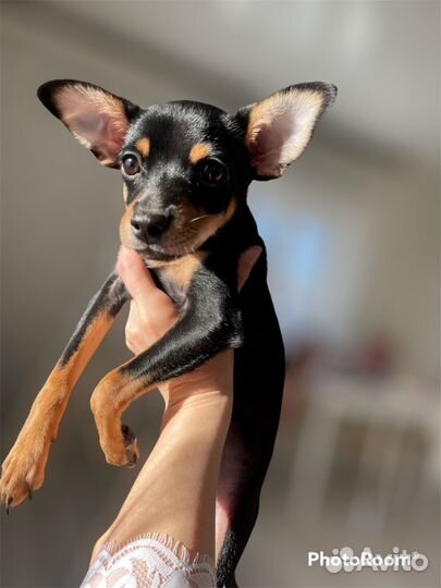 Вязка собак той-терьер