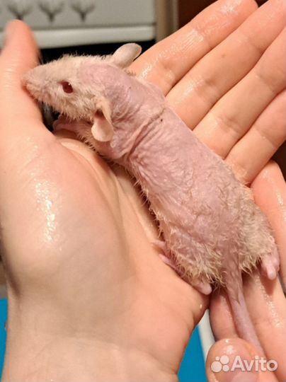 Крыса домашняя