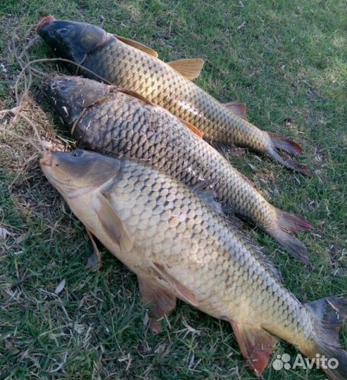 Рыба сазан размер 3кг.+