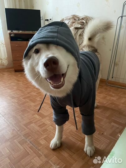 Хаски вязка
