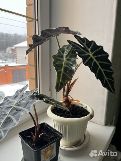 Алоказия полли