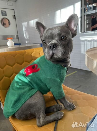 Французский бульдог голубого окраса вязка