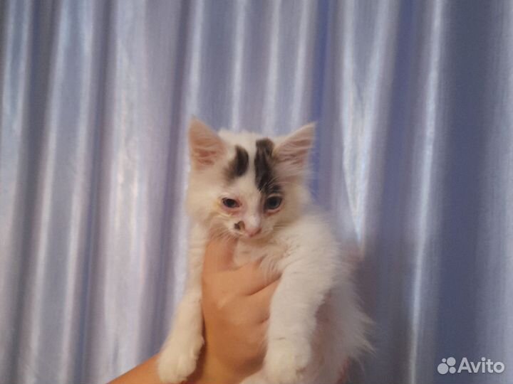 Котята в добрые руки бесплатно