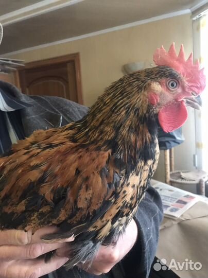 Молодой петушок