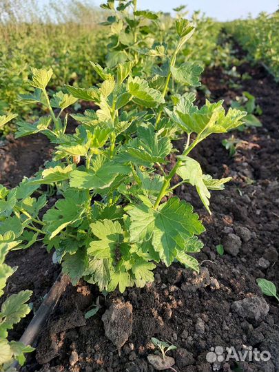 Саженцы плодовых кустарников