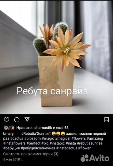 Кактус цветущий (ребуты и ариокарпусы) в зимовнике