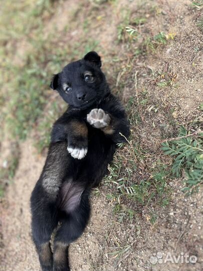 Щенки похожие на овчарят