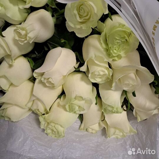 Мононобукет из 25 Эквадорских роз