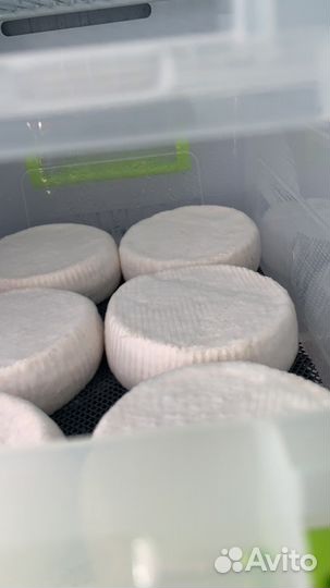 Молоко козье мелким оптом. Сыр козий