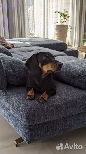 Такса вязка