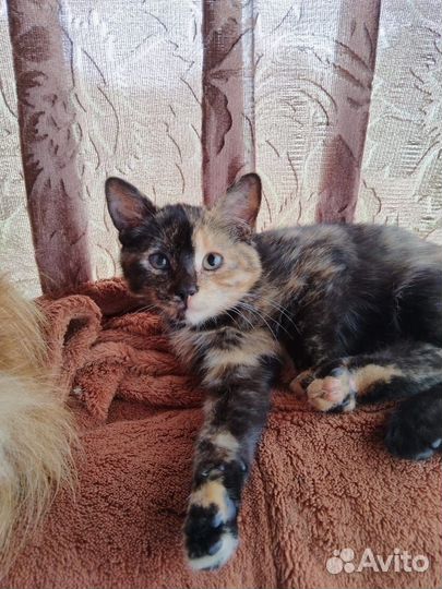 Котенок-девочка черепаховой окраски