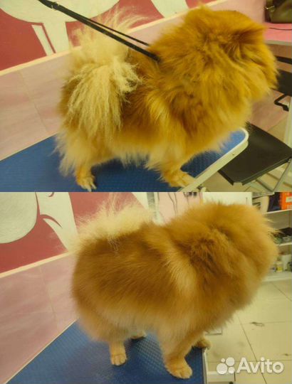 Модель на груминг