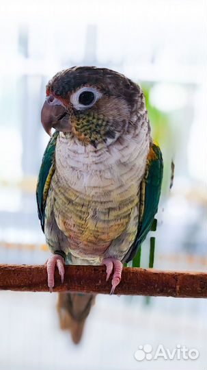 Волнистый и розеллы попугаи