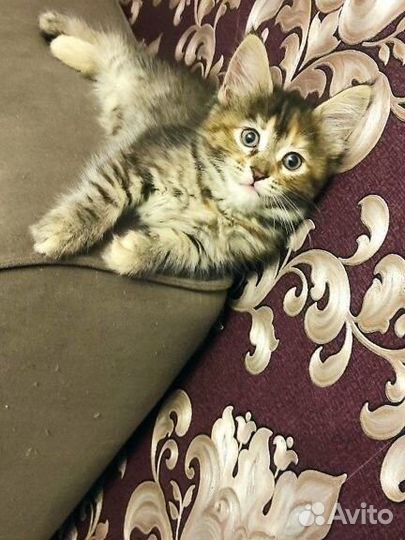 Котята мейн-кун
