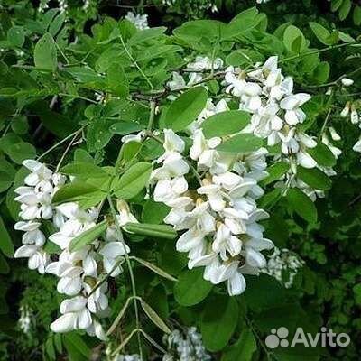 Робиния белая