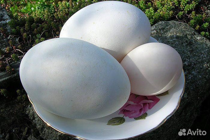 Яйцо гусиное