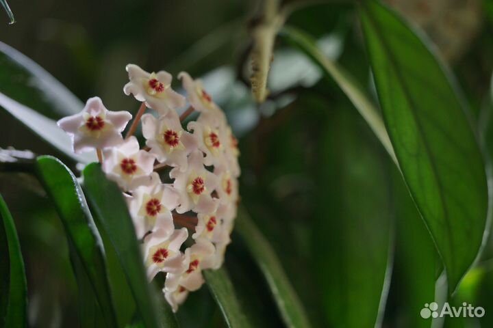 Пасимфония