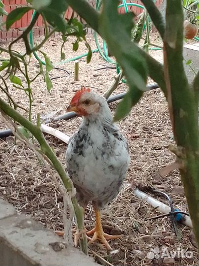 Петушок Барковской барвистой