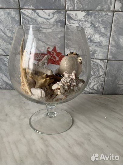 Морские ракушки раковины