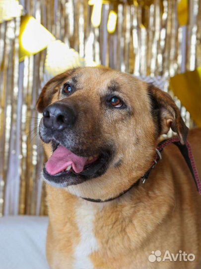 Собака в добрые руки