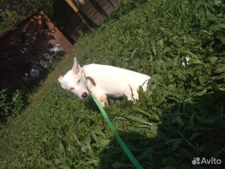 Щенок