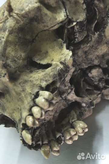 Человеческий череп из пластика