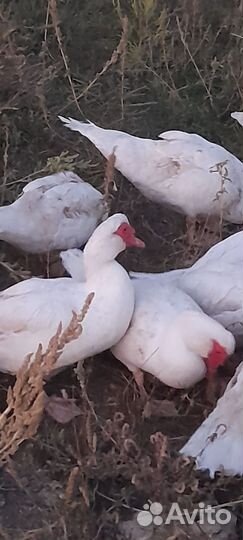 Индоутки на племя