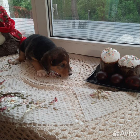 Щенки бигель