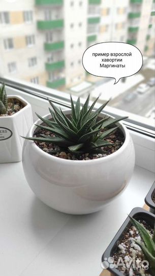 Суккуленты хавортия Маргината,Полосатая,Гастералоэ