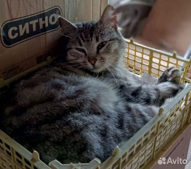 Потерялась кошка